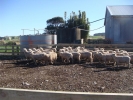 \"Mangakura\" Ram Lambs