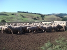 \"Mangakura\" Ram Lambs