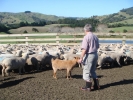 David Wyllie, \"Mangakura\" Ewes & the goat