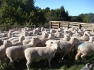 John & Sue Wynyard\'s \"Moor End\" Ewes
