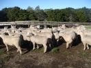 \'Moor End\" Ewe Lambs