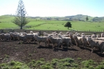 Scott & Phillipa Innes\'s \"Mangakura\" Ram Lambs