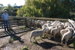 Blair & \"Moor End\" Ewe Lambs