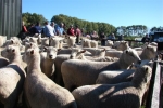 John & Sue Wynyard\'s \"Moor End\" Ewes