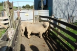 Charlestown\'s \"Ashbourne\" ewes