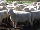 \"Mangakura\" ewes