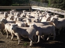 \'Moor End\" Ewe Lambs