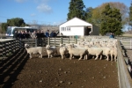 southdown-tour-2010-060-640x480