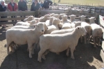 southdown-tour-2010-065-640x480