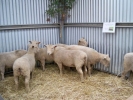 \"Romale\" ewe lambs