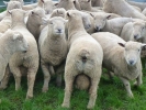 \"Chandpara\" ram lambs