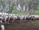 \"Chandpara\" ewes