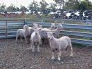 \"Yentrac\" ram lambs