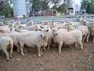 \"Yentrac\" ewes