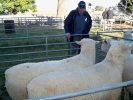 Some sires at \"Clear Hills\"