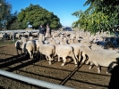 \"Clear Hills\" ewes