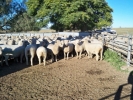\"Clear Hills\" 2th ewes