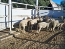 \"Clear Hills\" ram lambs