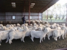 \"Bellfield\" ewes