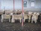 \"Bellfield\" ram lambs