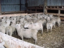 Lachlan Elliot\'s \"Lammermoor\" ram lambs, Ranfurly