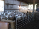 \"Riverside\" 2th ewes