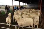 Donald MacLean\'s \"Bellfield\" ewes, Omakau