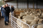 \"Lammermoor\" ewes