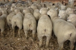 \"Lammermoor\" 2th ewes