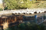 Don & Jo Murray\'s \"Riverside\", ewes Waitahuna