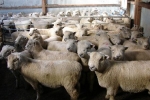 \"Riverside\" ram lambs