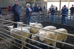 Judging & Corrective Mating Workshop - Todd & Christina
