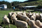 \"Rhino Downs\" ram lambs