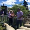 Sheep and breeders flock to Amberley