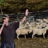 Farmers discuss the benefits of Southdowns on Southern Tour