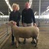 ‘Magnificent’ ram sets sale record at the Canterbury A&P Association elite ram and ewe fair