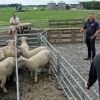 Central Southdown Breeders Club Day