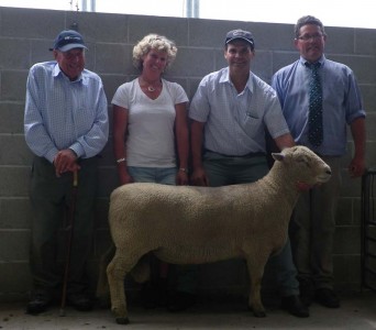 Top-selling Southdown Ram