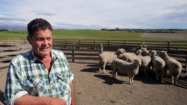 Waimate southdown stud breeder Chris Medlicott