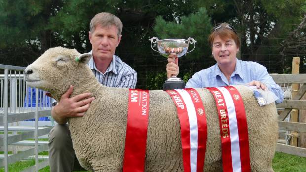 Doug McCall, a brother of the owner, and judge Eualie Thwaites, with the Southdown ram which won the Supreme Sheep Award at the Southland A&P Association's 150th Show in Invercargill on Saturday.