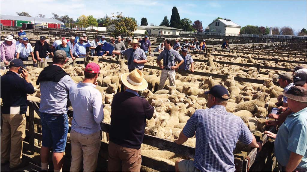 Neil Common of PGG Wrightson sells the top cut of new season lambs for $145 a head at Stortford Lodge last week.