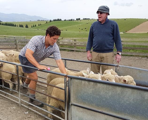 Southdown-cross progeny test lambs being graded by Miles Medlicott at weaning, watched by John Macaulay.