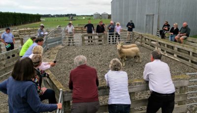 Central Southdown Breeders Club day 