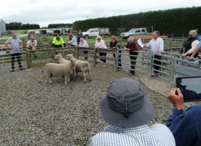 Central Southdown Breeders Club day 