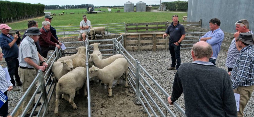 Central Southdown Breeders Club day 