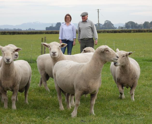 Southdown and Corriedale sheep breeder Neville Moorhead at Holly Farm in Canterbury’s Southbridge with Jo Jermyn Benny, author of an updated history of the Ellesmere A&P Show called Beyond the Show Gates. 