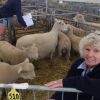 New Zealand Agricultural Show: Southdown ewe the mother of all champions
