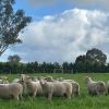 How Southdown Sheep are &ldquo;Meating the Future&rdquo;