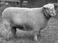 Southdown 1910