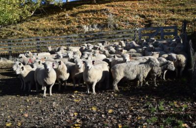 Riverside stud owner Don Murray, of Waitahuna, speaks about his farm on a stop of the Southdown Sheep Society of New Zealand’s national southern tour last week.